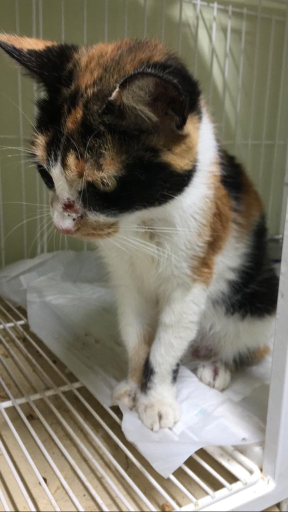 IMG-20240120-WA0088 (Personalizado)