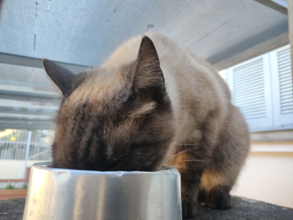 IMG_20241003_170028274 (Personalizado)