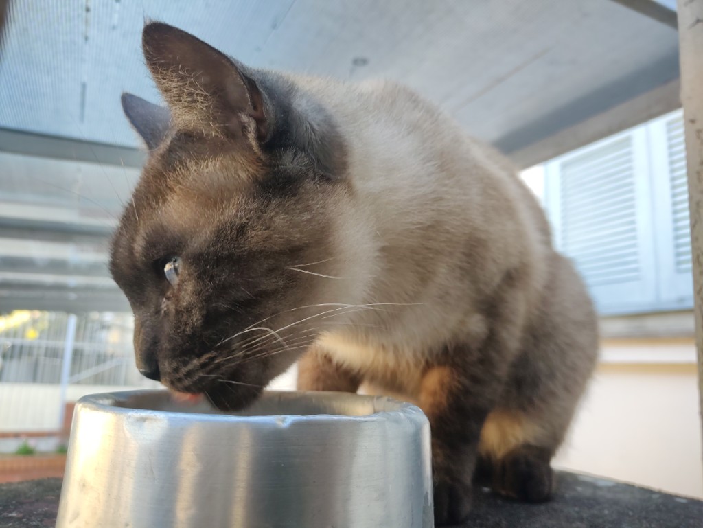 IMG_20241003_170030237 (Personalizado)